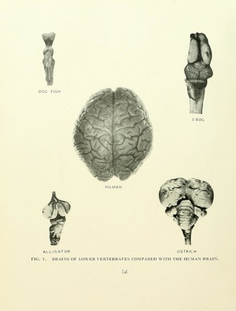 Drawings of brains of human, dog fish, frog, alligator, and ostrich